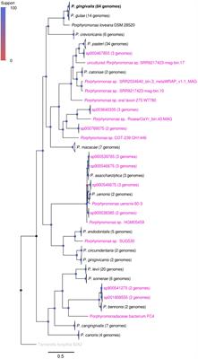 Phylogenomic analysis of the Porphyromonas gingivalis - Porphyromonas gulae duo: approaches to the origin of periodontitis